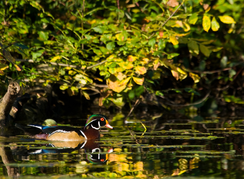 Wood Duck Reflected In Water